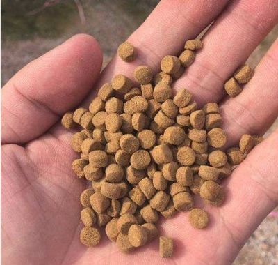 鱼饲料的质量好坏怎么分辨?