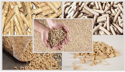 中国农业科学院饲料研究所研究员蔡辉益:中国饲料工业未来发展趋势