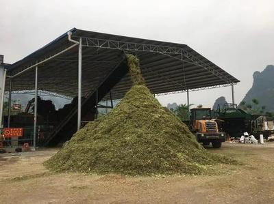 广西龙州:秸秆养牛 多方受益