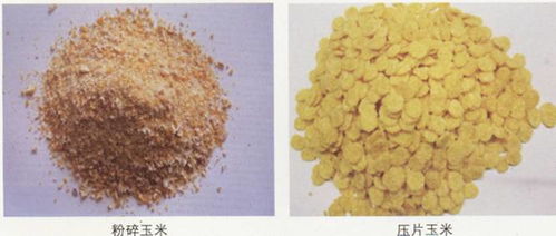 饲料的加工与贮藏 确保质量与安全的关键环节